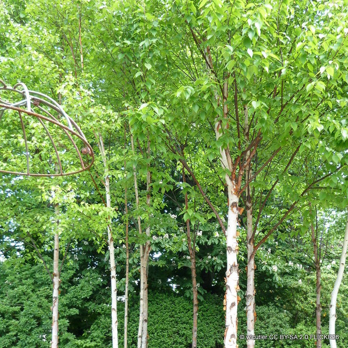 Betula albosinensis (Multistem) 250-300cm