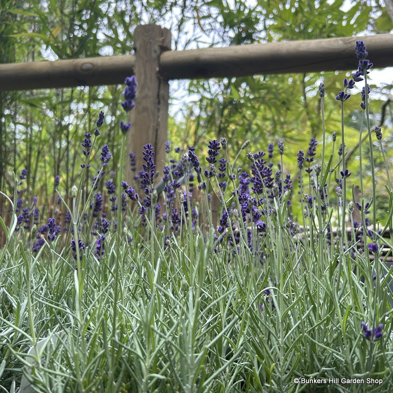 Lavender 'Hidcote' (p17)