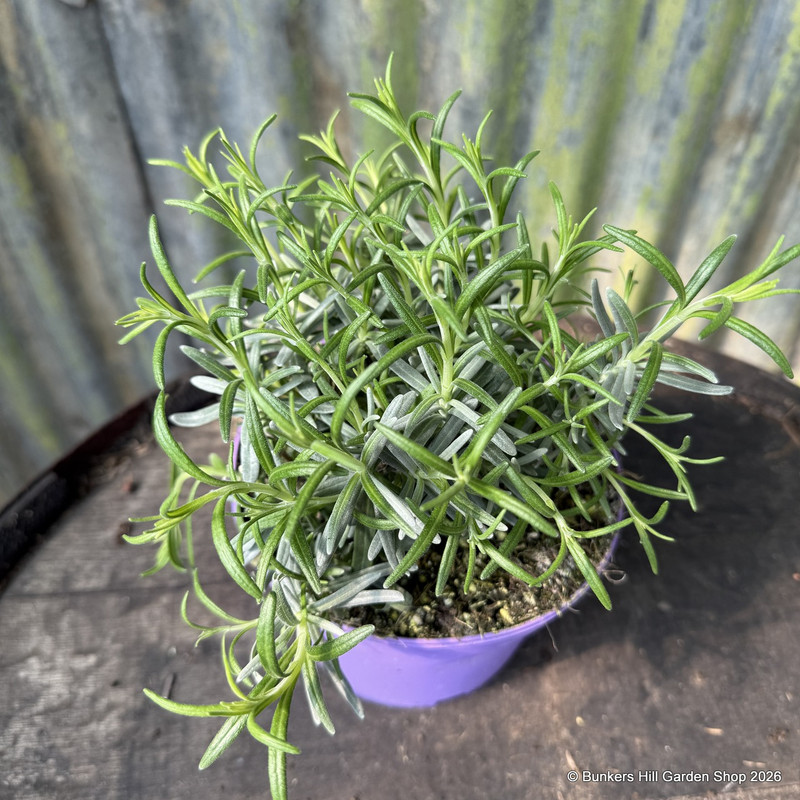 Lavender 'Munstead' (p17)