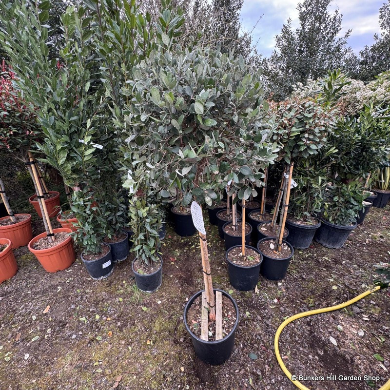 Acca sellowiana (Feijoa) 1/2 stem (25L)