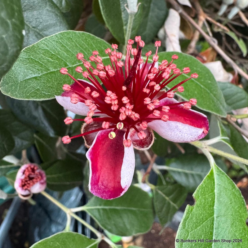 Acca sellowiana (Feijoa) 1/2 stem (25L)