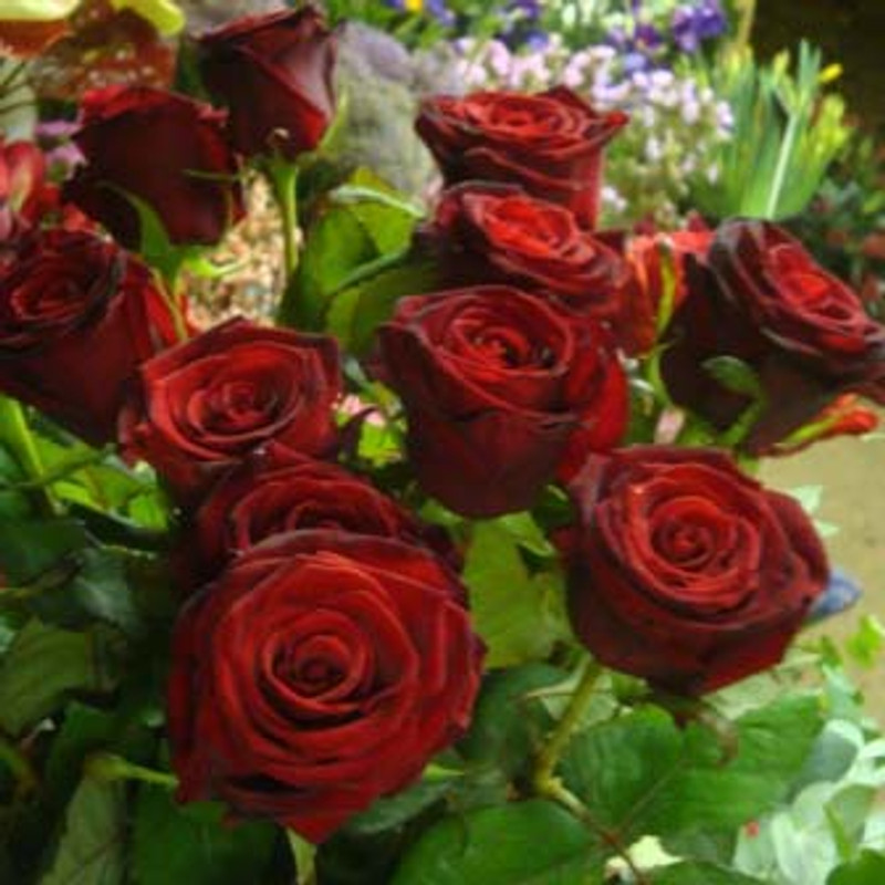 Premium Red Rose Bouquet - 12 roses