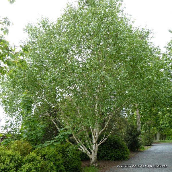 Betula utilis jacquemontii multistem 250-300cm (35L)