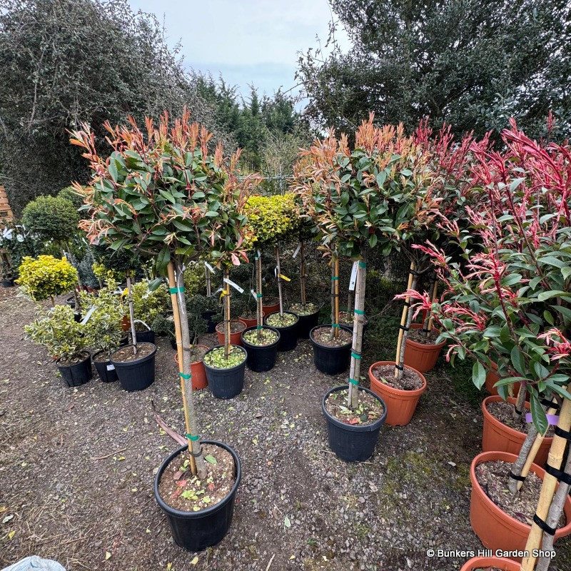 Photinia fr. 'Red Robin' 1/2 standard (30L)