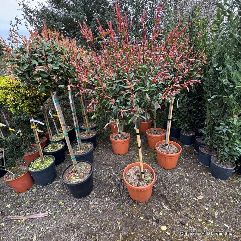 Photinia fras. 'Red robin compacta' 1/2 stem (60/70cm head)