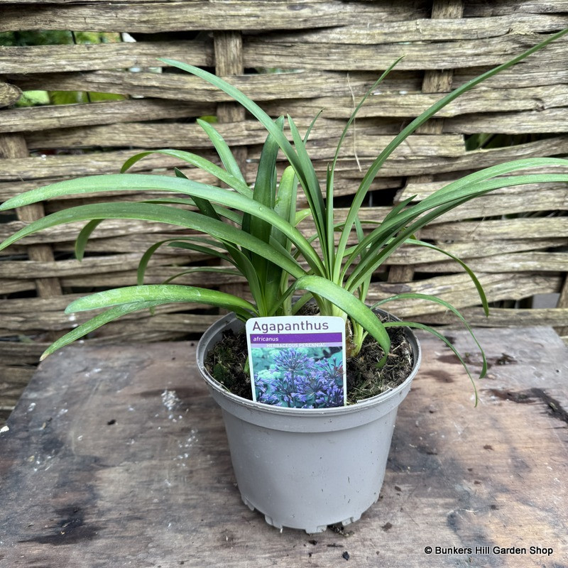 Agapanthus africanus 2L