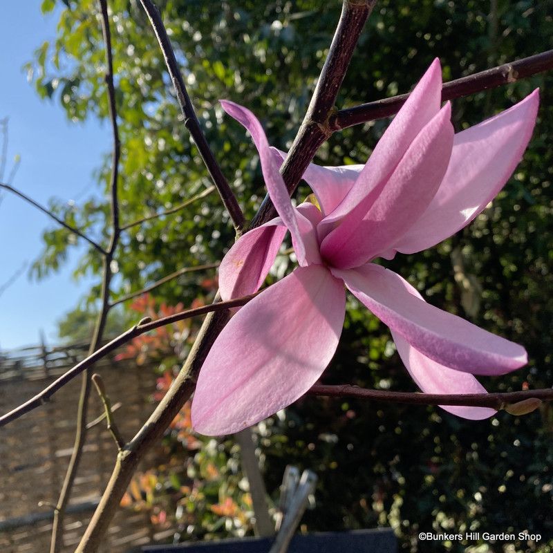 Magnolia 'Galaxy' 200-250cm (26L)