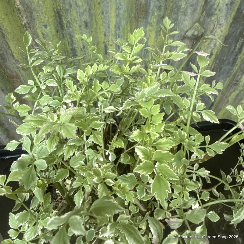 Oenanthe javanica 'Flamingo' 3 ltr