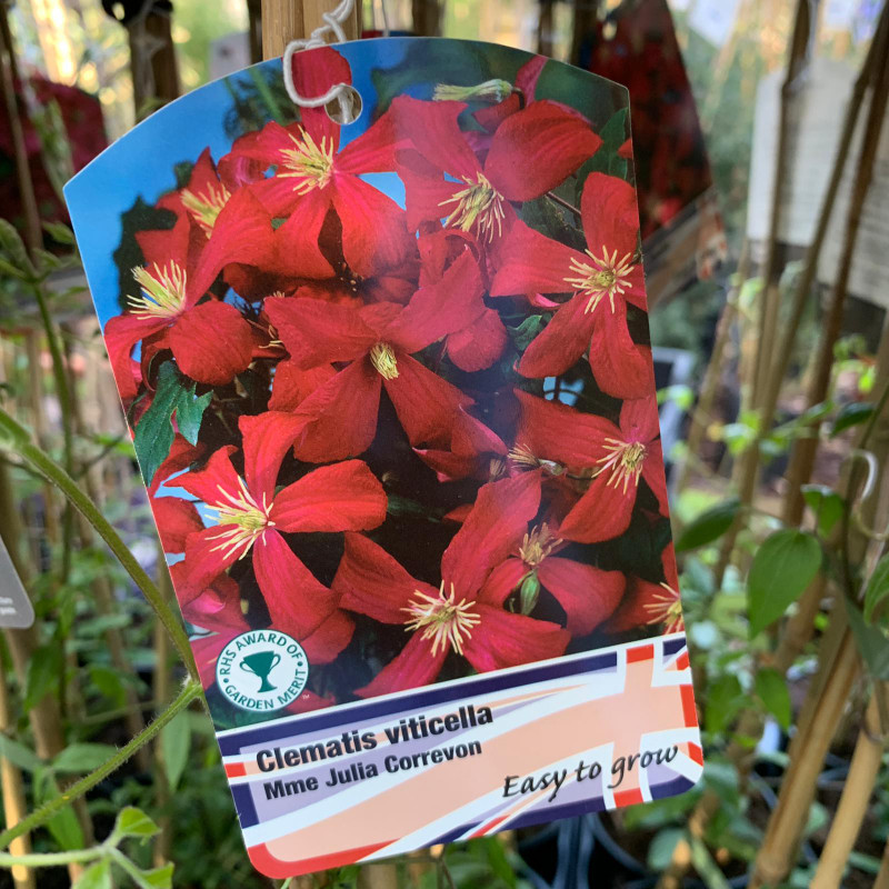 Clematis 'Madame Julia Correvon'