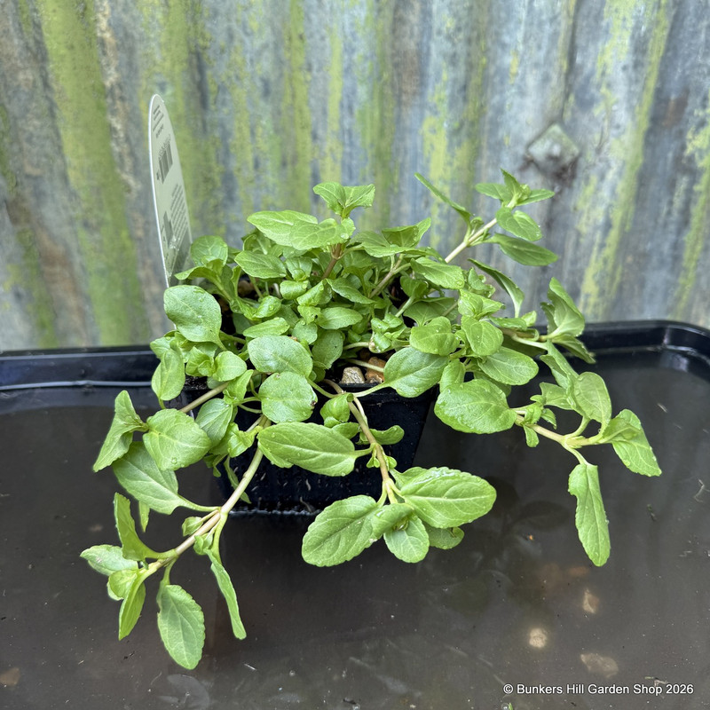 Veronica beccabunga 1 ltr