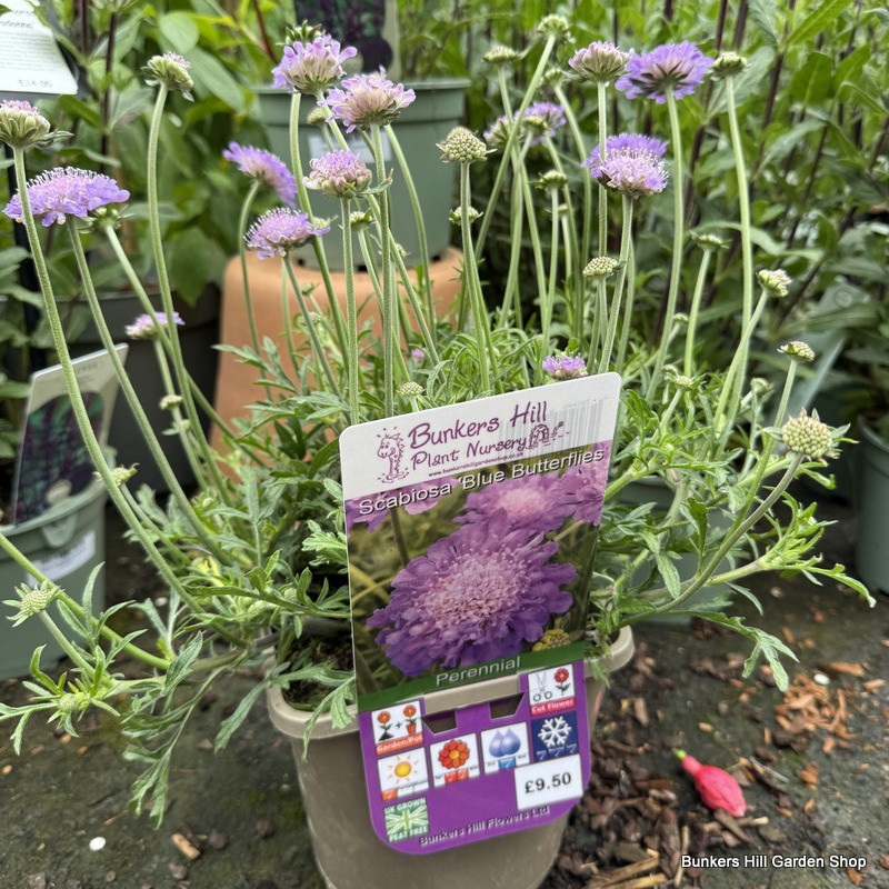 Scabiosa 'Butterfly Blue'-3L