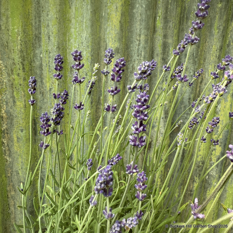 Lavender 'Hidcote' (p26)