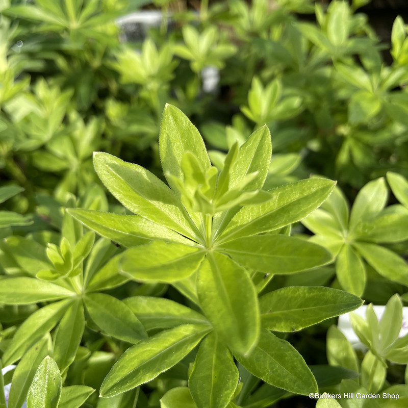 Galium odoratum 2L