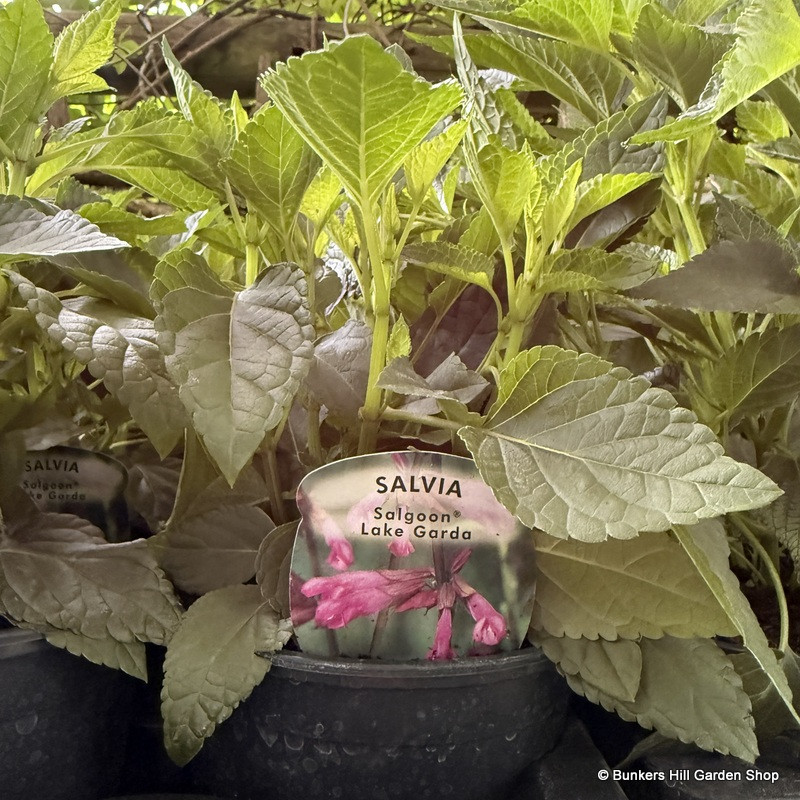Salvia 'Lake Garda' 1L