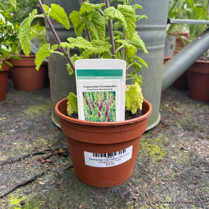 Germander Caucasian (Teucrium hircanicum) 11cm Germander Caucasian (Teucrium hircanicum) 11cm