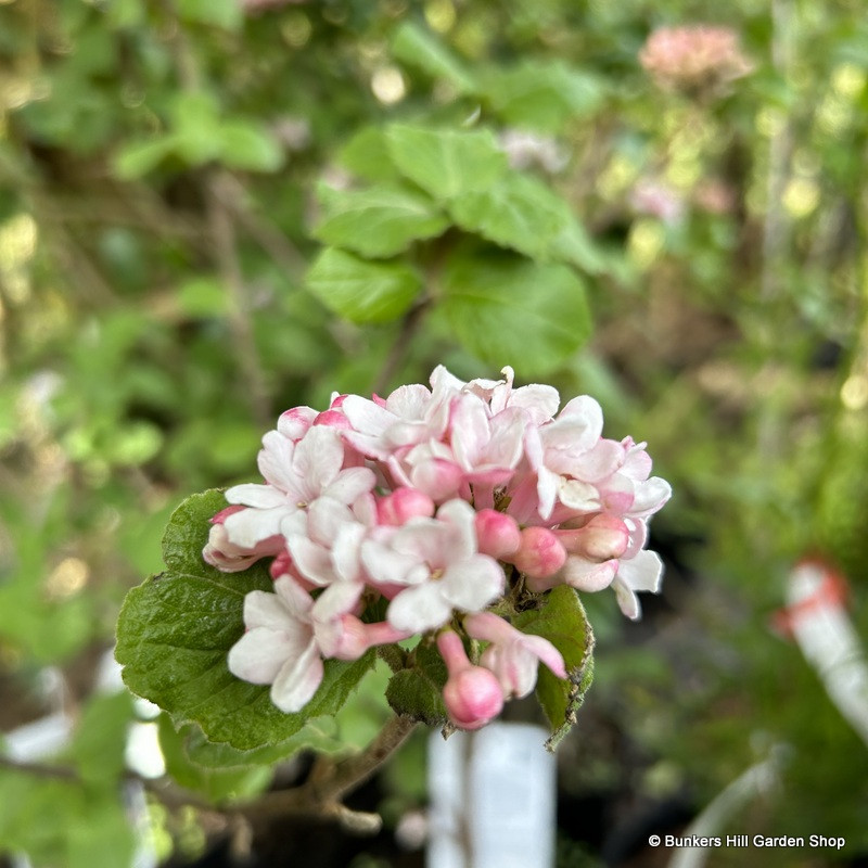 Viburnum carlesii 'Aurora' 5ltr