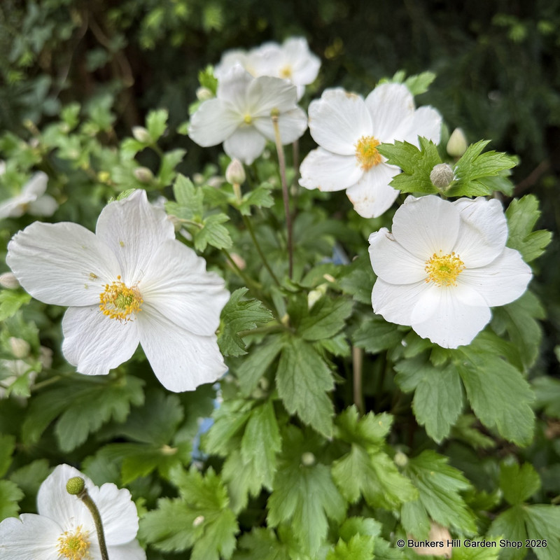 Anemone 'Dancing Swan' 3L