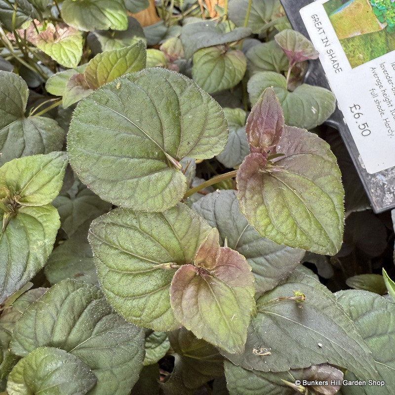 Viola labradonica