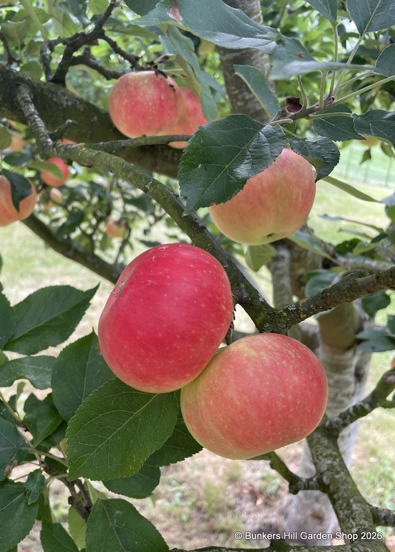 Apple 'Discovery ' 3-4yr old tree on MM106 rootstock (Potted)