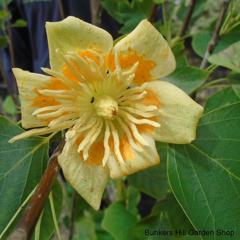 Liriodendron tulipifera 'Rotundiloba'