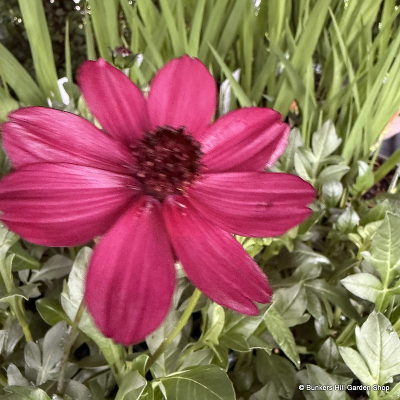Cosmos astro. 'Cherry Chocolate' 2L