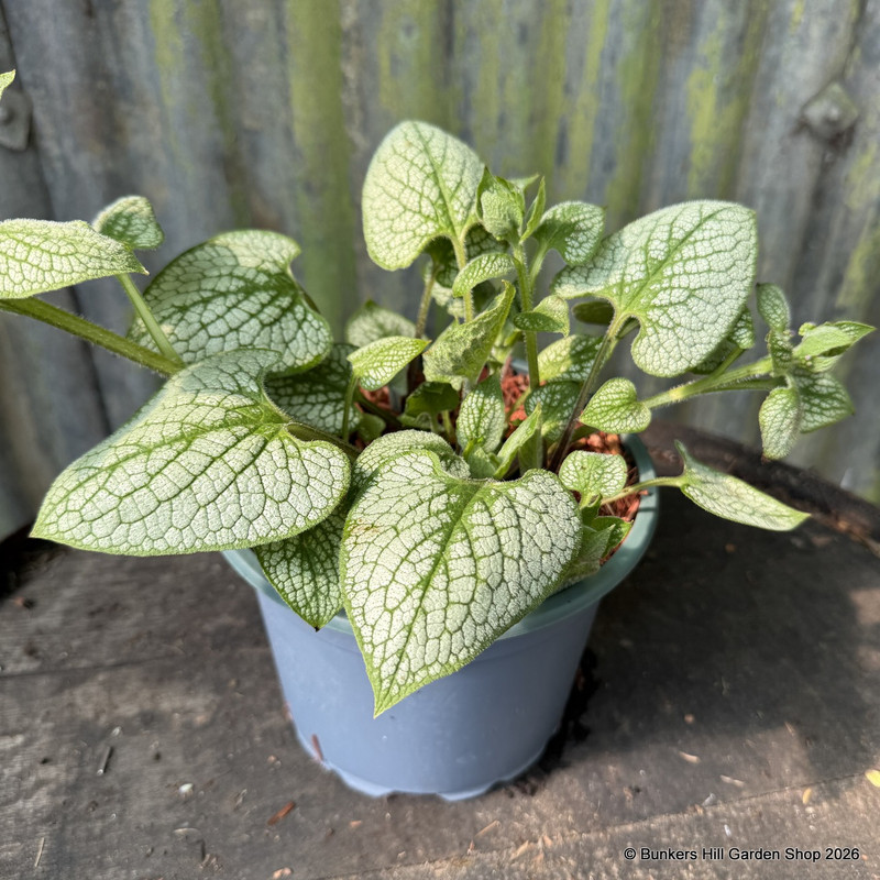 Brunnera 'Sea Heart' 3L