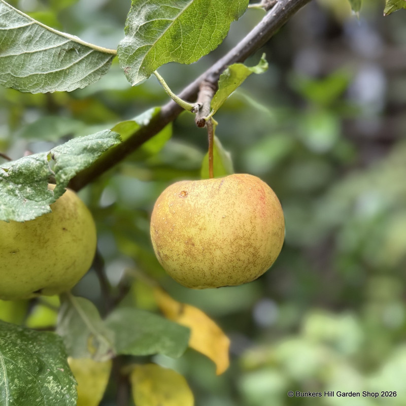 Apple 'Sunset' 3-4yr tree on MM106 rootstock (Potted)