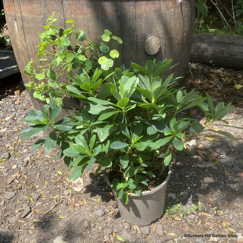 Euphorbia amy. 'Robbiae' 2ltr
