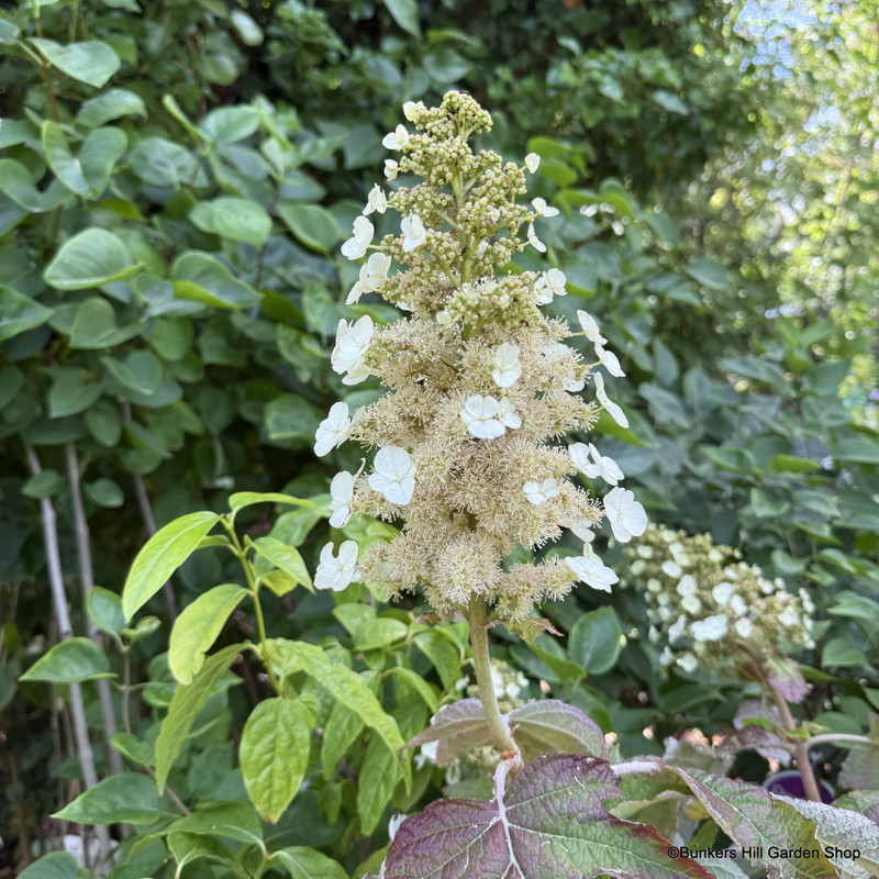 Hydrangea quercifolia 80-100cm (10L)