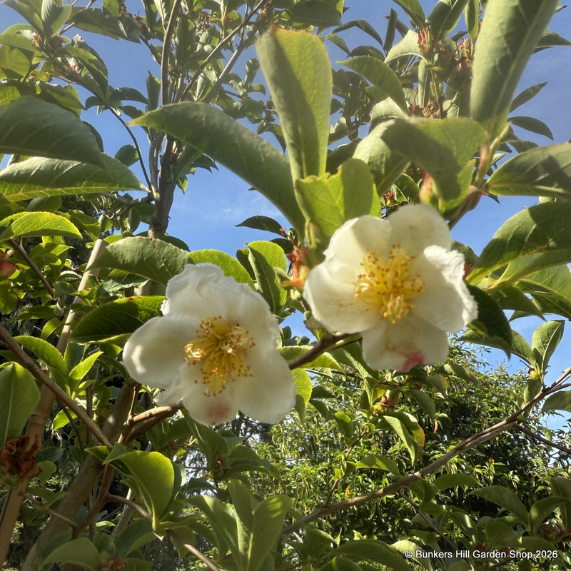 Stewartia rostrata