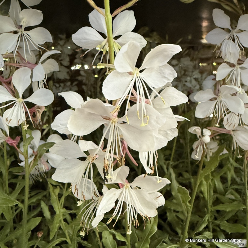 Gaura 'Sparke White'