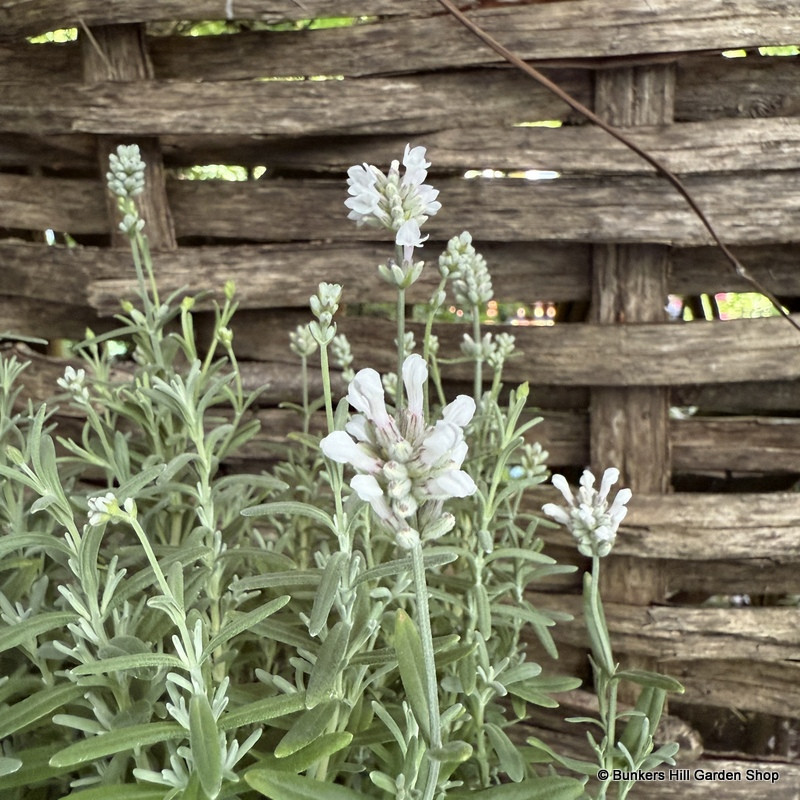 Lavender ang. 'White Scent' 3L