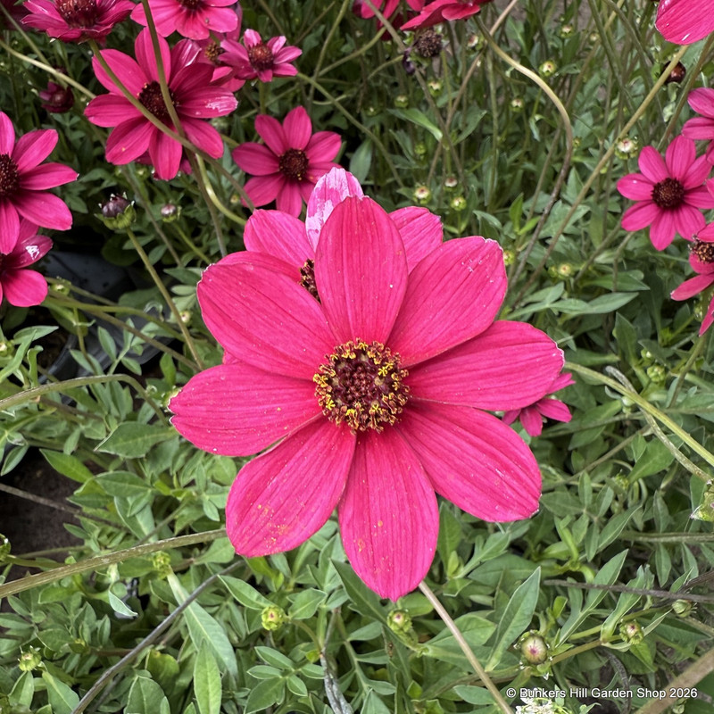 Cosmos astro. 'Cherry Chocolate' 3L
