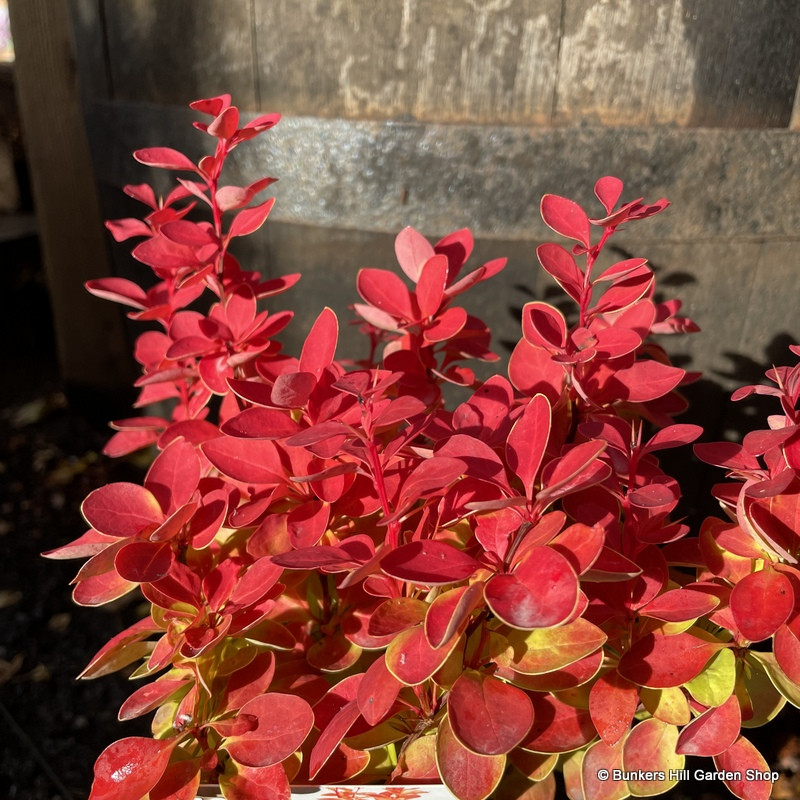 Berberis 'Orange Ice' 2L