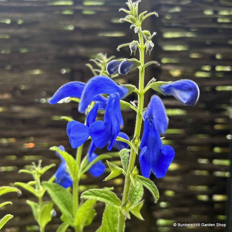 Salvia patens 3L