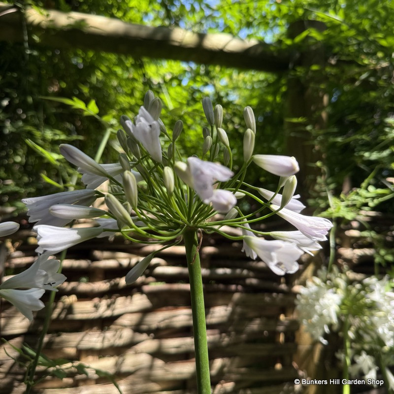 Agapanthus 'Windsor Grey'