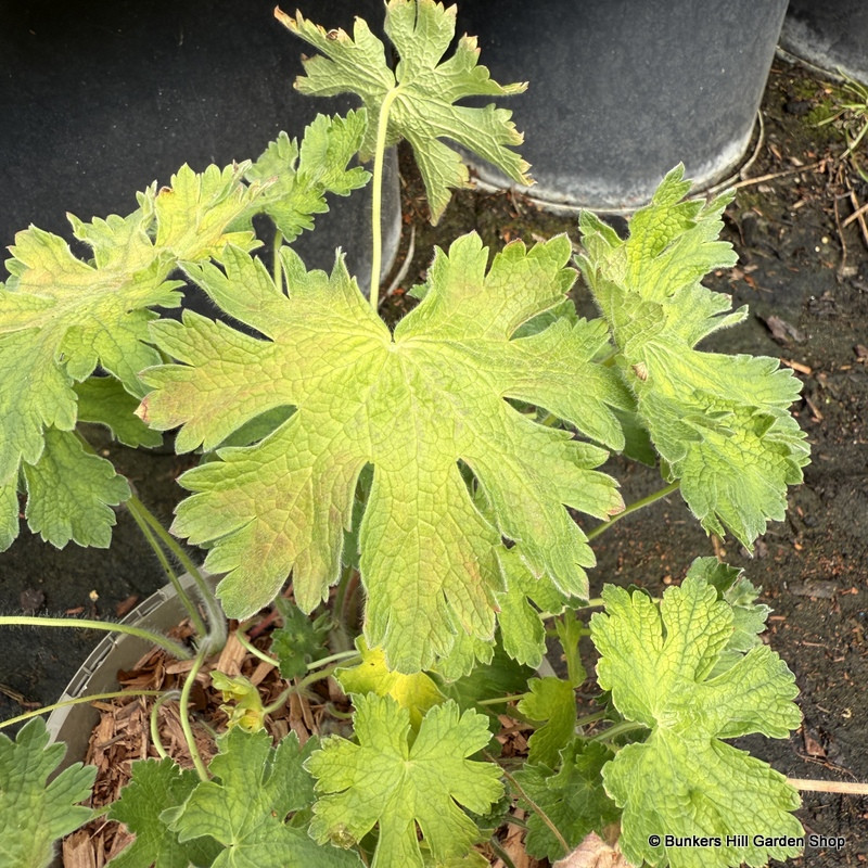 Geranium x magnificum 'Blue Blood'