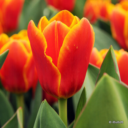 Tulip 'Stresa'