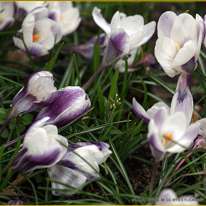Crocus (species) 'Prins Claus'