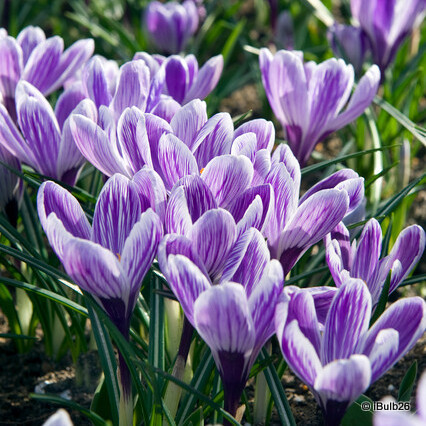 Crocus (large flowering) 'Striped' - PACK of 13 bulbs