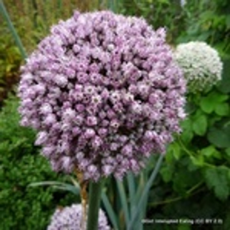 Allium 'Summer Drummer' PACK of 3 Bulbs
