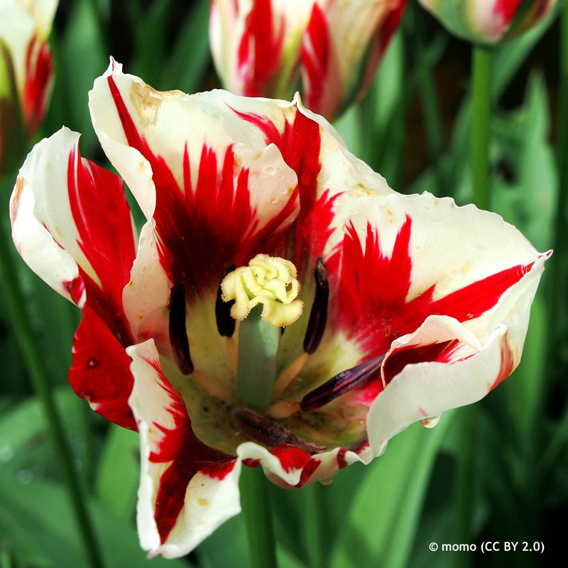 Tulip 'Happy Generation' - PACK of 5 bulbs Tulip 'Happy Generation' - PACK of 5 bulbs