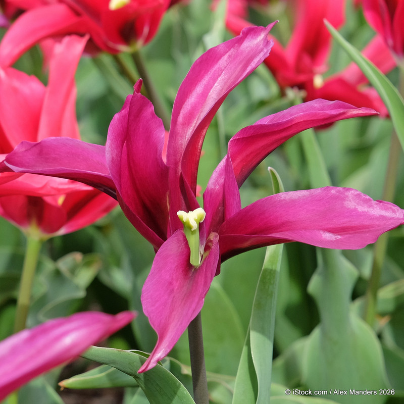 Tulip Viridiflora 'Doll's Minuet' bulbs