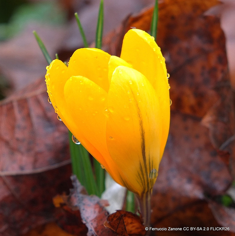 Crocus (large flowering) 'Yellow' - PACK of 7 bulbs