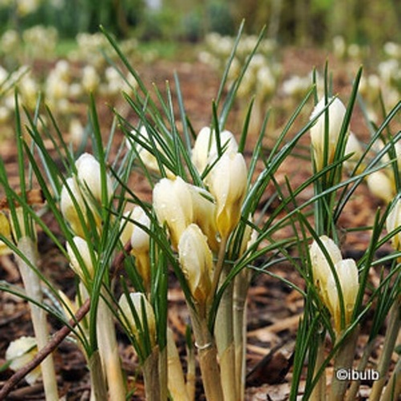 Crocus (species) 'Snowbunting' - PACK of 7 bulbs