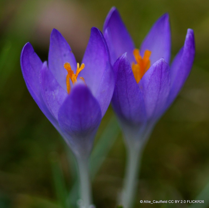Crocus (large flowering) 'Blue' - PACK of 13 bulbs