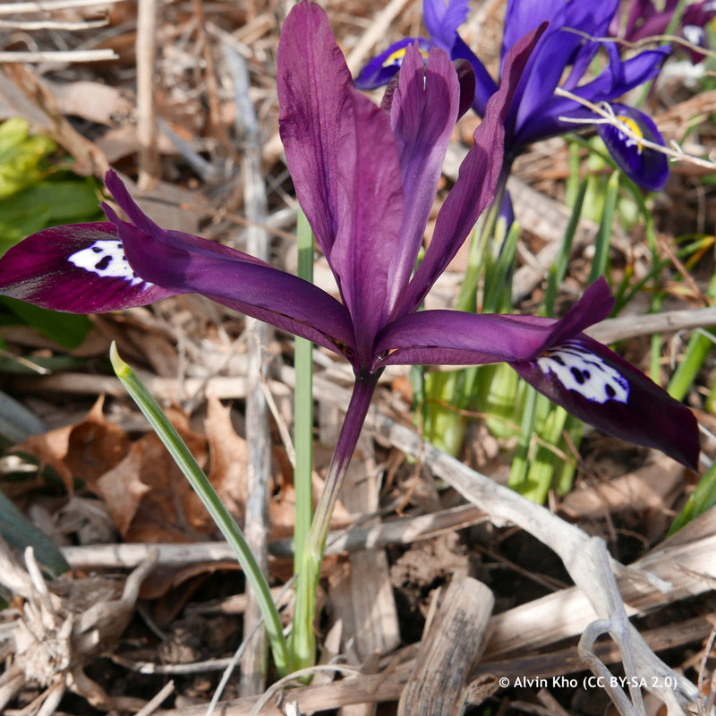 Iris ret. 'Pauline' (species) - PACK of  10 bulbs