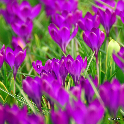 Crocus (species) tom. 'Ruby Giant'