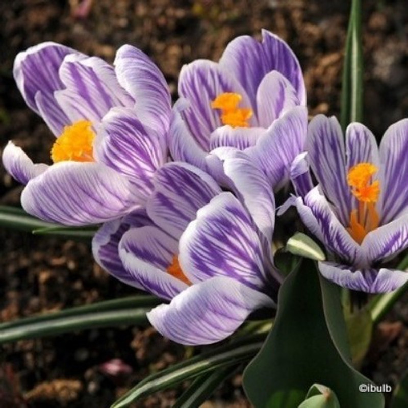 Crocus (large flowering) 'Striped' BULK - 100 or 250 bulbs