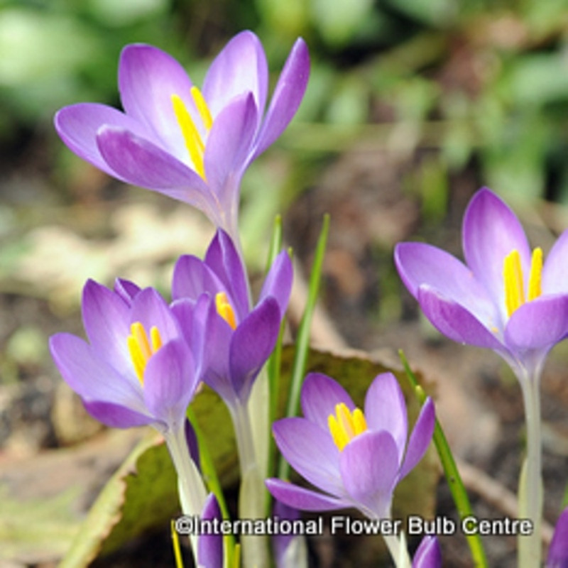 Crocus (species) tommasinianus 'Whitwell Purple' BULK 100 or 250 bulbs